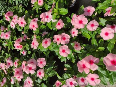 گل پریوش گیاه گلدار باغچه ای