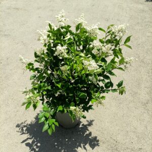 یاس هلندی