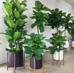 فیکوس لیراتا، گلفروشی آنلاین طرح گل