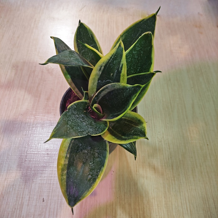 sansevieria-blakgold2