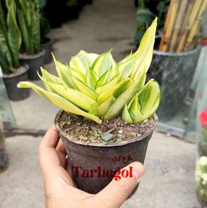 sansevieria-honi