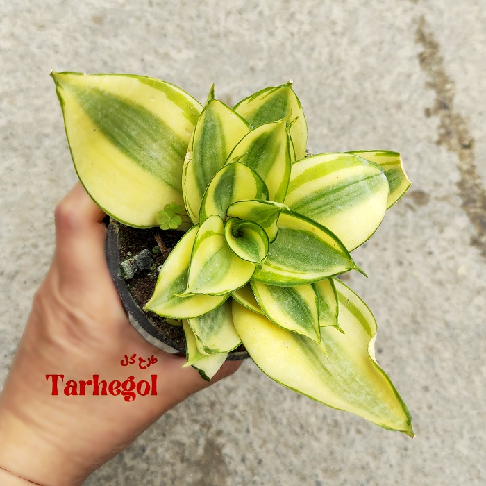sansevieria-honi1