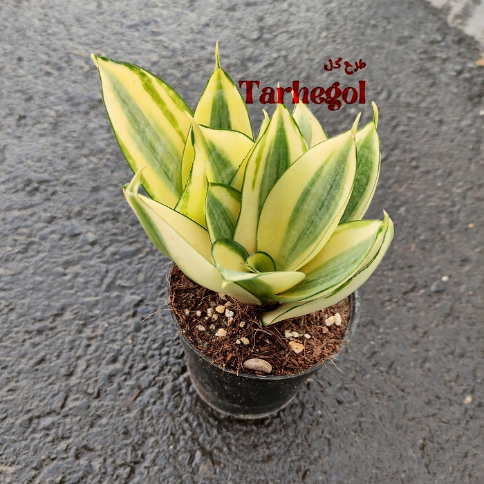 sansevieria-honi3