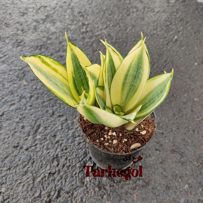 sansevieria-honi4