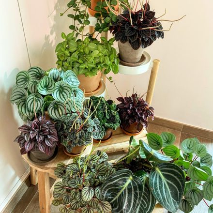 peperomia 3